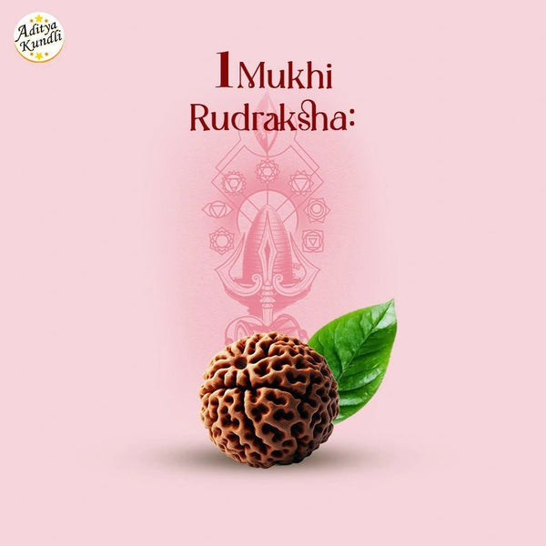 1 Mukhi Rudraksha - Aditya Kundali