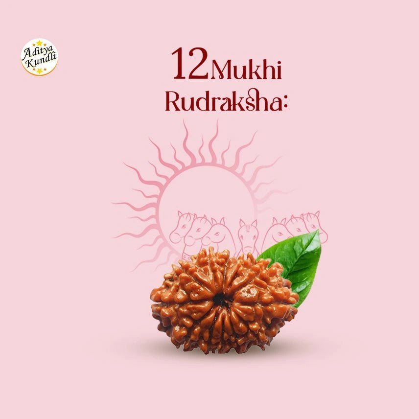 12 Mukhi Rudraksha - Aditya Kundali