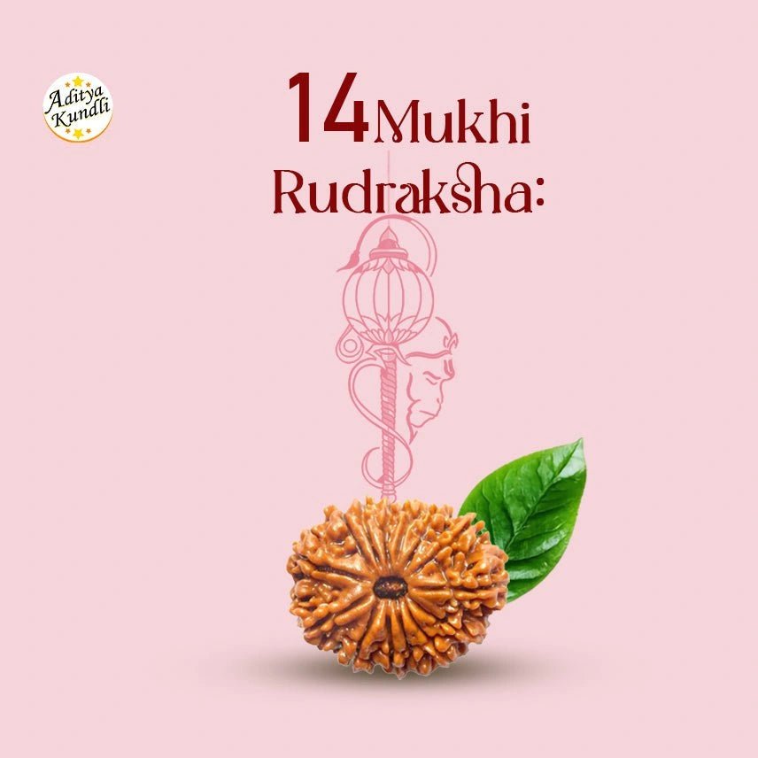14 Mukhi Rudraksha - Aditya Kundali