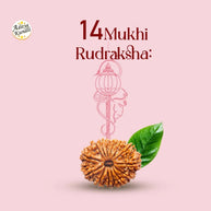 14 Mukhi Rudraksha - Aditya Kundali