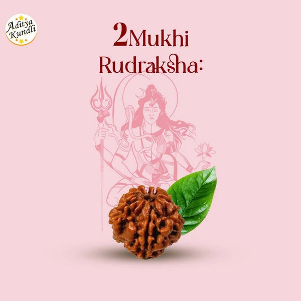 2 Mukhi Rudraksha - Aditya Kundali