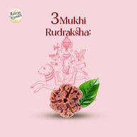 3 Mukhi Rudraksha - Aditya Kundali